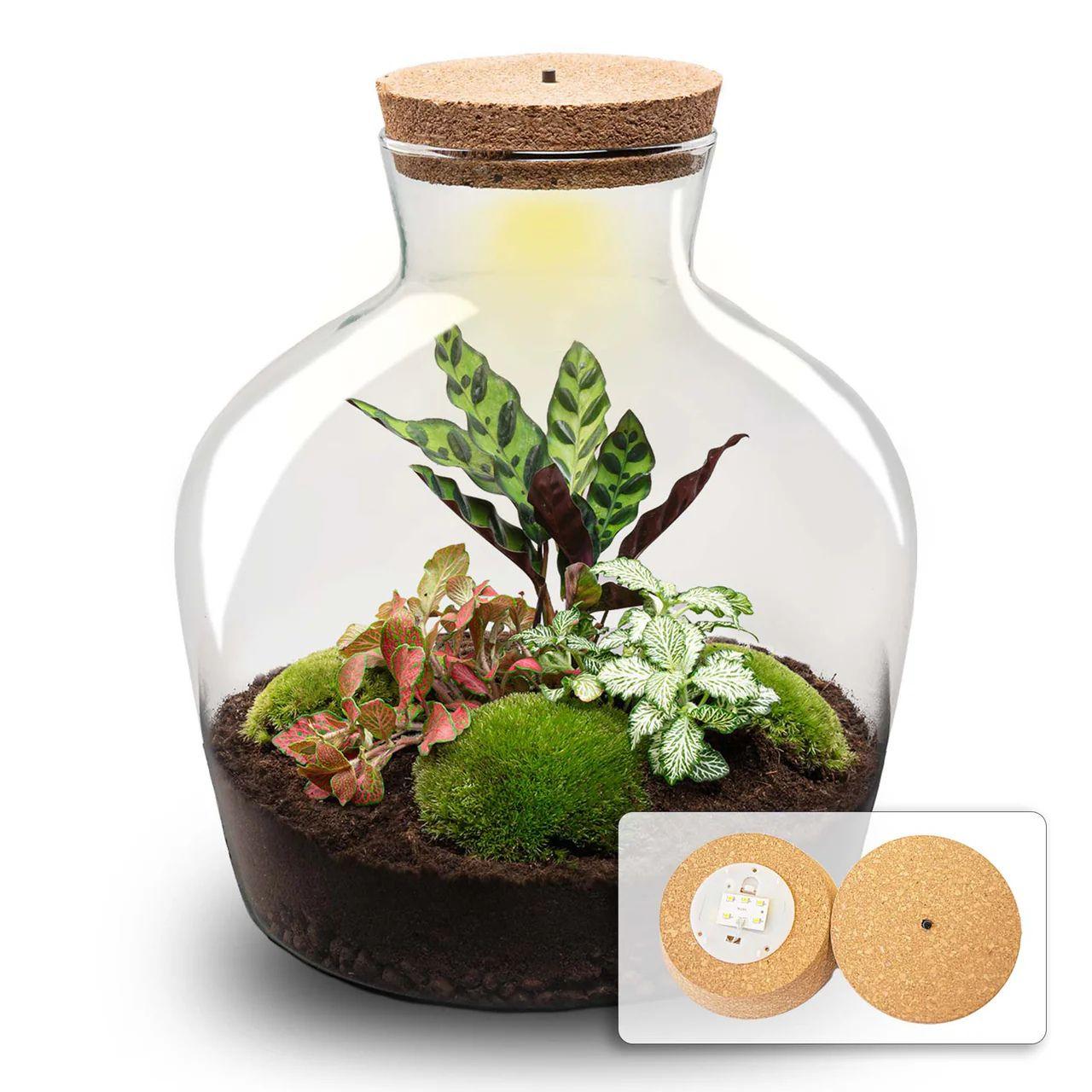 DIY terrarium - Fat Joe Rood - ↕ 30 cm