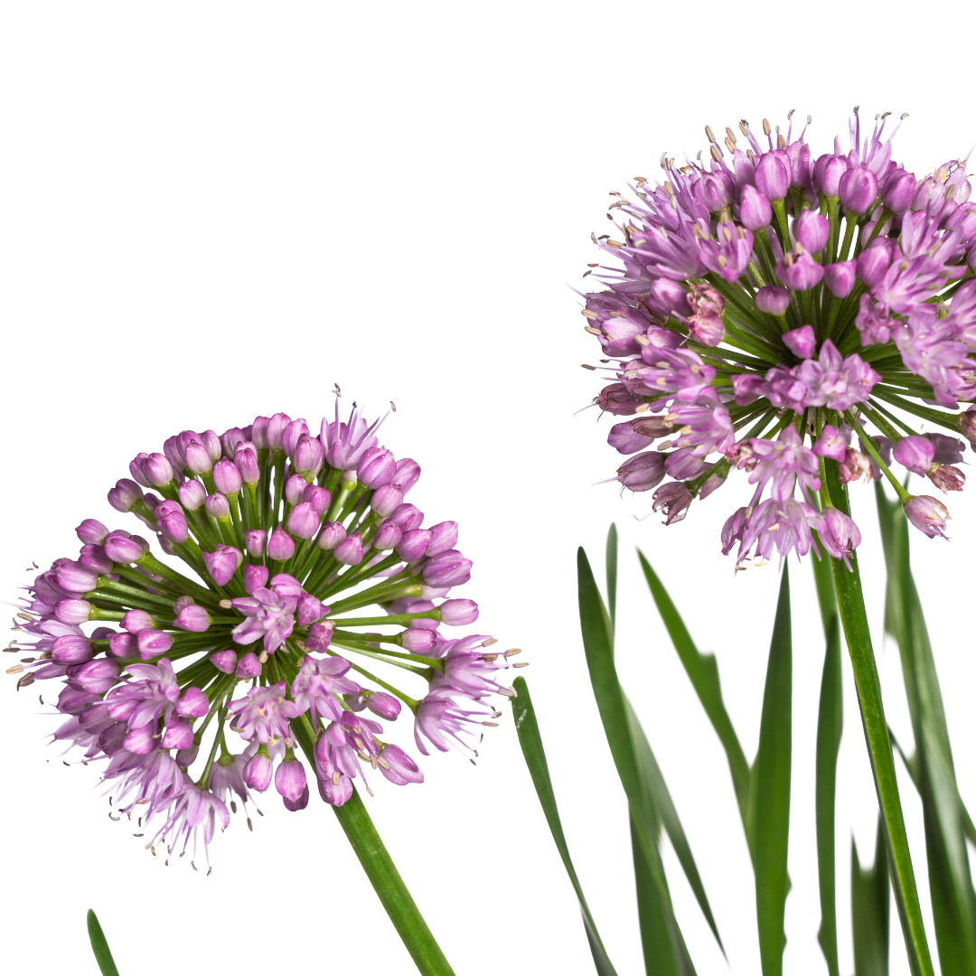 Allium senescens Millenium Ø19 cm - ↕60 cm