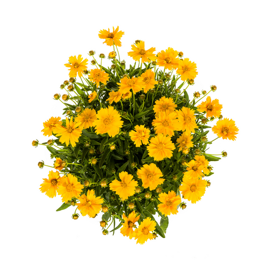 Coreopsis grandiflora Ø19cm - ↕50 - 60cm