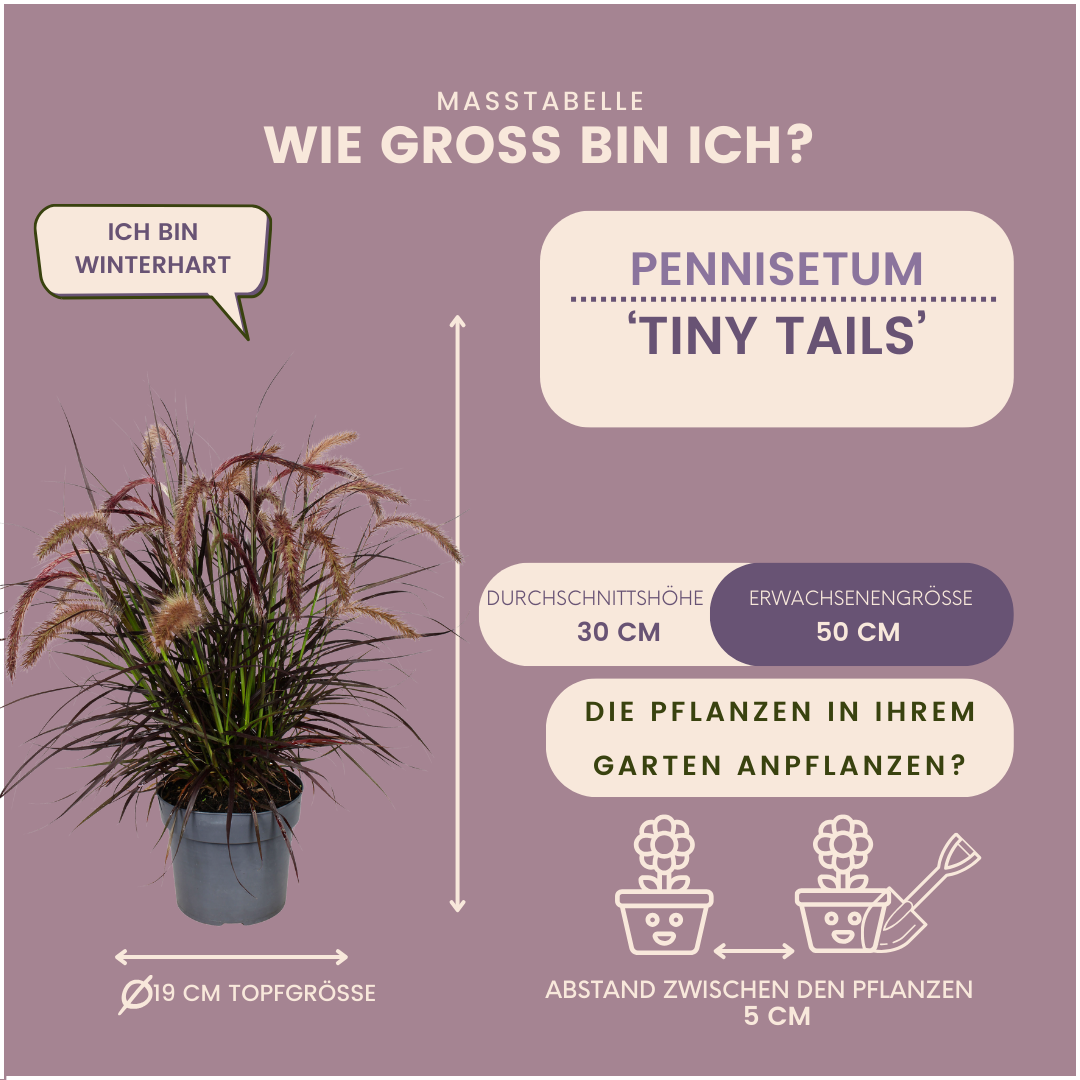 2 x Pennisetum 'Tiny Tails' -  Ø19 cm -  ↨ 40-50 cm