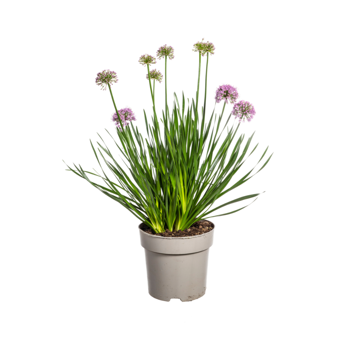 Allium senescens Millenium Ø19 cm - ↕60 cm
