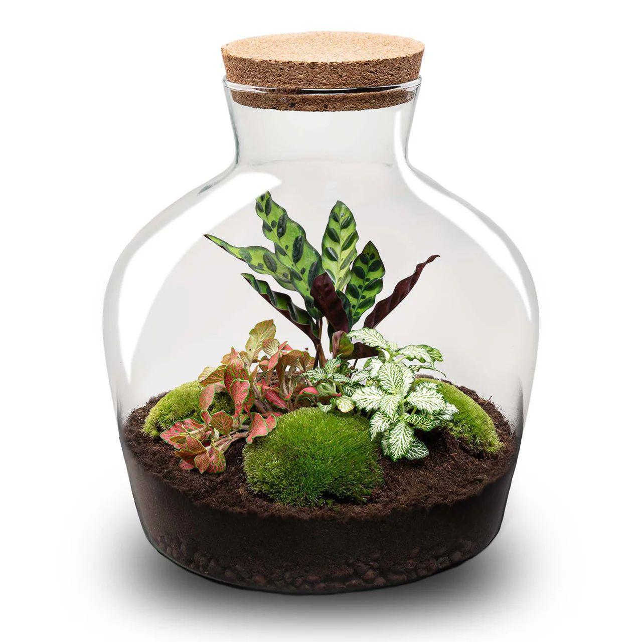 DIY terrarium - Fat Joe Rood - ↕ 30 cm
