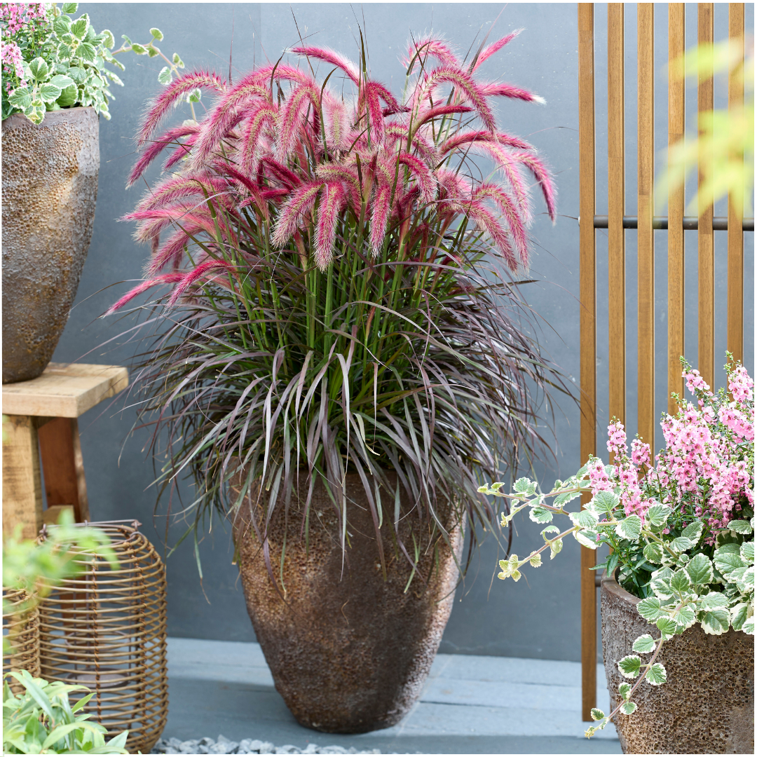 2 x Pennisetum 'Tiny Tails' -  Ø19 cm -  ↨ 40-50 cm