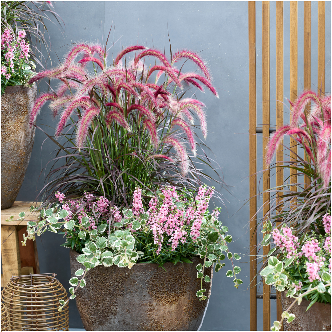 2 x Pennisetum 'Tiny Tails' -  Ø19 cm -  ↨ 40-50 cm