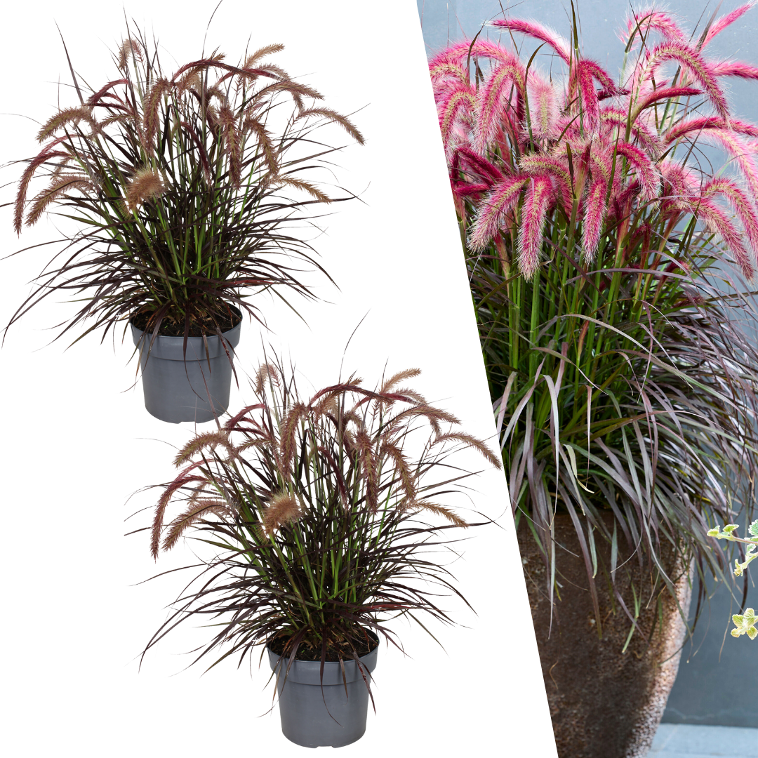2 x Pennisetum 'Tiny Tails' -  Ø19 cm -  ↨ 40-50 cm