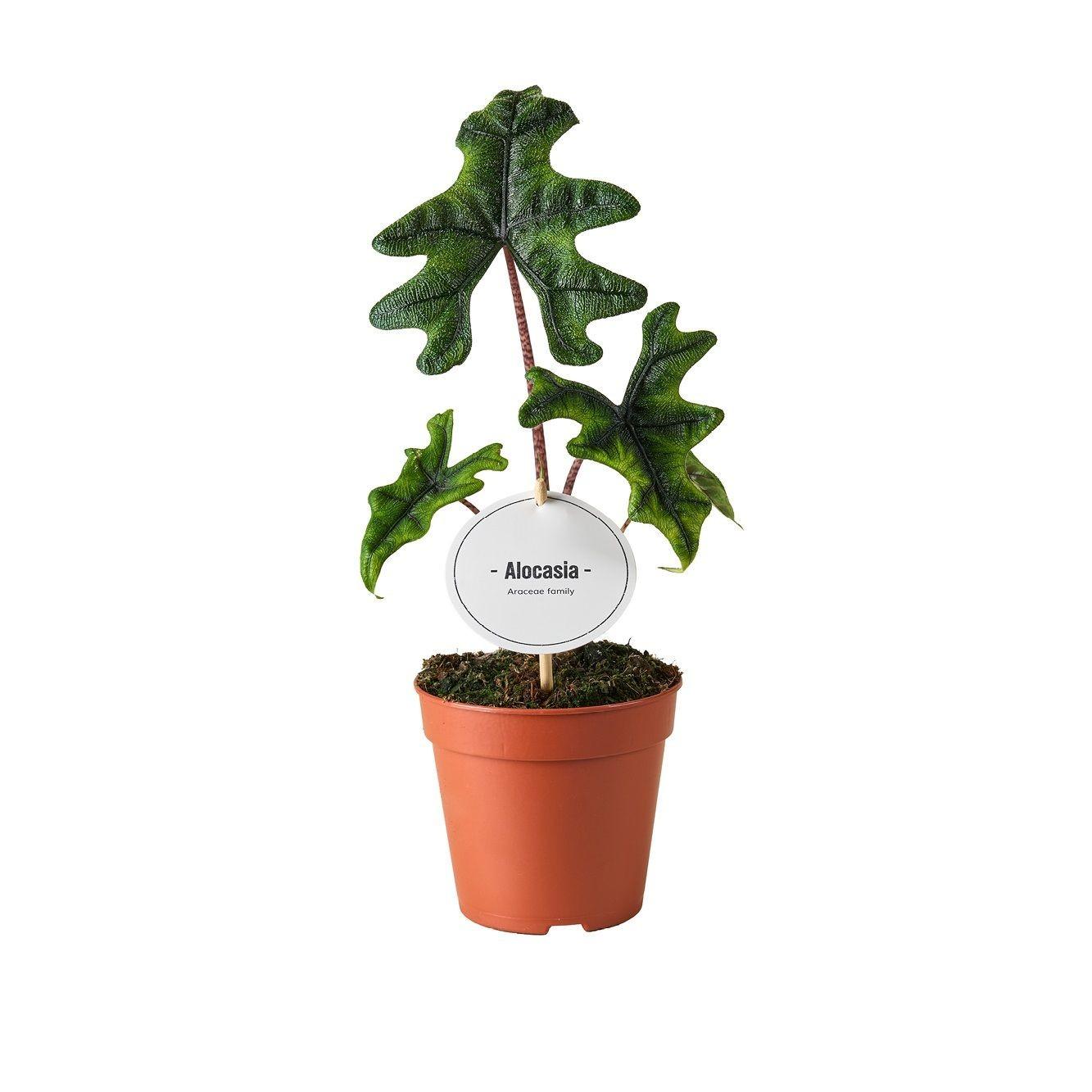 Alocasia Jacklyn - Ø12cm - ↕30cm