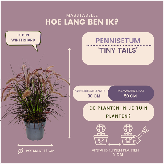 2 x Pennisetum 'Tiny Tails' -  Ø19 cm -  ↨ 40-50 cm
