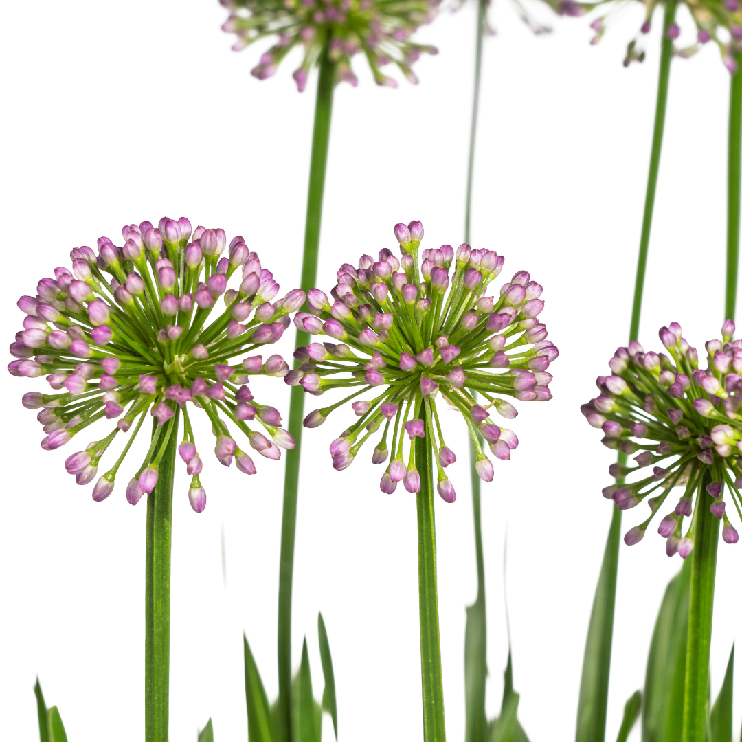 Allium senescens Millenium Ø19 cm - ↕60 cm