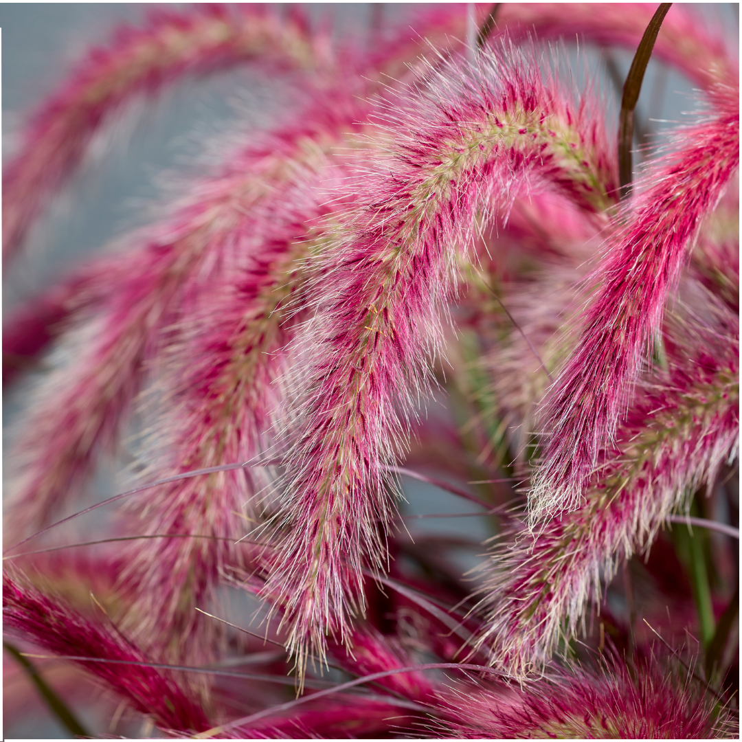 2 x Pennisetum 'Tiny Tails' -  Ø19 cm -  ↨ 40-50 cm