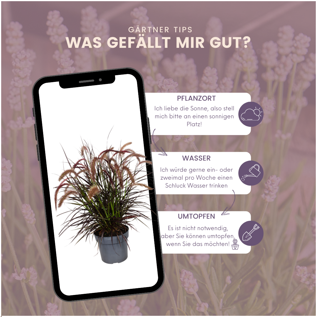 2 x Pennisetum 'Tiny Tails' -  Ø19 cm -  ↨ 40-50 cm