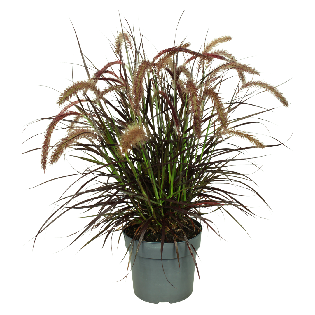 2 x Pennisetum 'Tiny Tails' -  Ø19 cm -  ↨ 40-50 cm